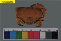 藏品(平額石扇蟹)的圖片